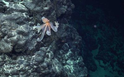 Un equipo de investigación descubre más de 50 especies potencialmente nuevas de aguas profundas
