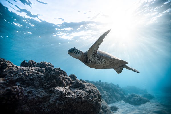 Licitación para diseño y ejecución de una campaña de sensibilización, conocimiento y divulgación de los espacios marinos de la Red Natura 2000