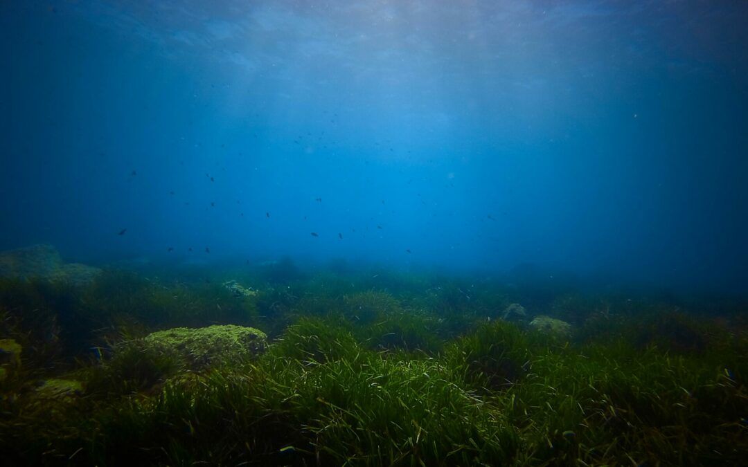 Licitación de navegación para las salidas programadas en los trabajos de seguimiento y plantación de posidonia oceánica dentro de la Bahía de Mazarrón (Murcia)