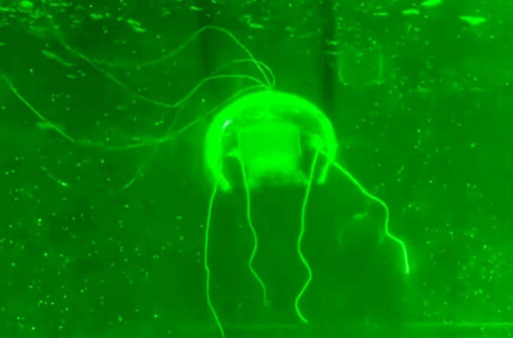 China lanza una medusa biónica para espionaje submarino