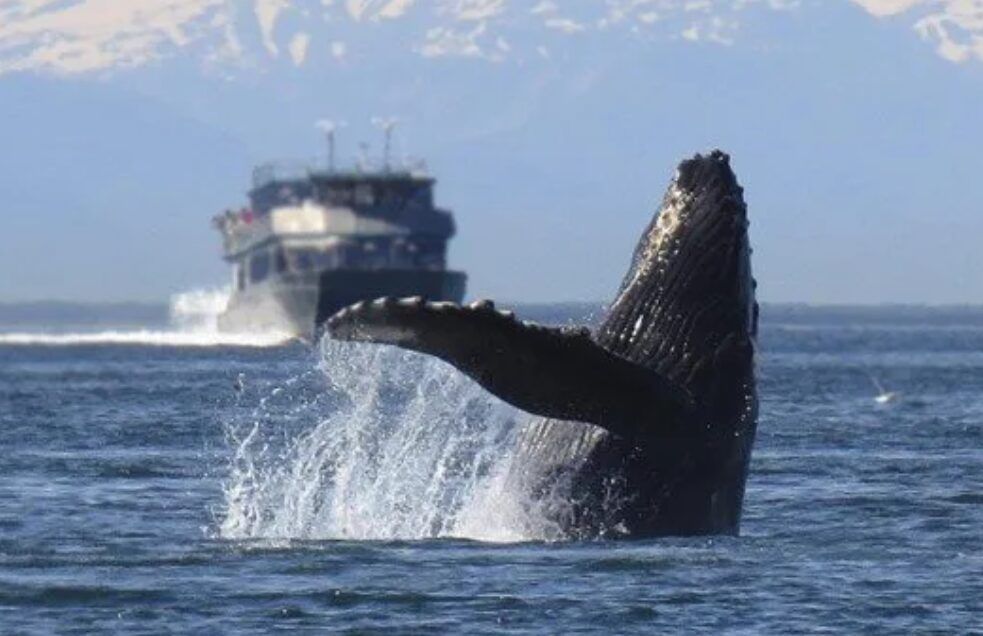 Un estudio internacional advierte de la escasa protección marina frente al impacto del tráfico marítimo