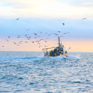 Responsible Fishing: innovación pesquera